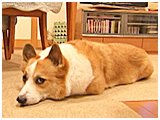 ベリー きょうのわんこ 写真2
