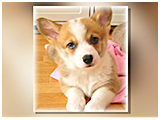 ベリー きょうのわんこ 写真3