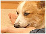 ベリー きょうのわんこ 写真5