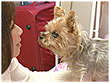 ルー きょうのわんこ 写真4