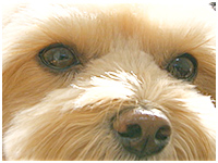 ピース きょうのわんこ 写真1