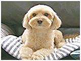ピース きょうのわんこ 写真2