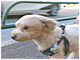 ピース きょうのわんこ 写真5