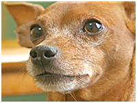 ミィ きょうのわんこ 写真1