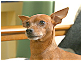 ミィ きょうのわんこ 写真2