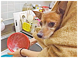 ミィ きょうのわんこ 写真5