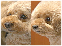 える&ぽろん きょうのわんこ 写真1