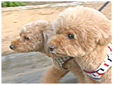 える&ぽろん きょうのわんこ 写真3