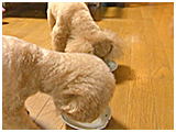 える&ぽろん きょうのわんこ 写真5