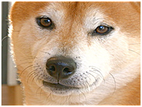 エル きょうのわんこ 写真1