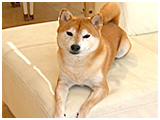 エル きょうのわんこ 写真2