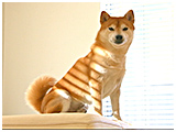 エル きょうのわんこ 写真3