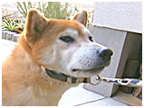 エル きょうのわんこ 写真4