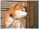 エル きょうのわんこ 写真5