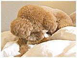 お団子くん きょうのわんこ 写真5