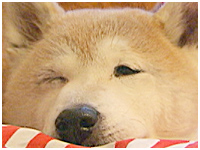 のの きょうのわんこ 写真1