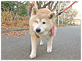 のの きょうのわんこ 写真2