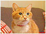 のの きょうのわんこ 写真3