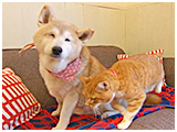 のの きょうのわんこ 写真4