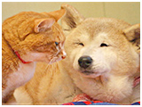 のの きょうのわんこ 写真5