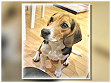 土筆 きょうのわんこ 写真3