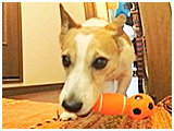 かん太 きょうのわんこ 写真4