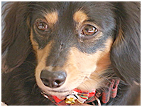 マロン きょうのわんこ 写真1