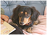 マロン きょうのわんこ 写真2