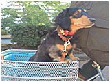 マロン きょうのわんこ 写真4