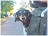 マロン きょうのわんこ 写真5