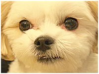 幸多 きょうのわんこ 写真1