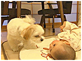 幸多 きょうのわんこ 写真4