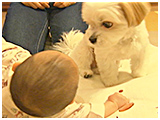 幸多 きょうのわんこ 写真5