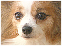 ハナ きょうのわんこ 写真1