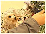 りん きょうのわんこ 写真3