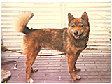 ハッピー きょうのわんこ 写真3