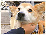 ハッピー きょうのわんこ 写真4
