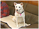 シオン きょうのわんこ 写真2