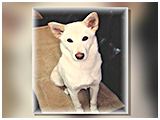シオン きょうのわんこ 写真3