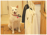 シオン きょうのわんこ 写真5