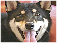 くぅ きょうのわんこ 写真1