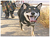 くぅ きょうのわんこ 写真2