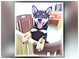 くぅ きょうのわんこ 写真3