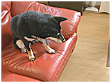 くぅ きょうのわんこ 写真5