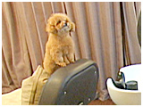 カール きょうのわんこ 写真3
