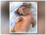 しょこた きょうのわんこ 写真3