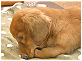 しょこた きょうのわんこ 写真4