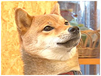 あられ きょうのわんこ 写真1