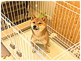 あられ きょうのわんこ 写真2