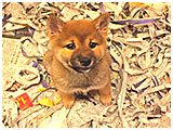 あられ きょうのわんこ 写真3